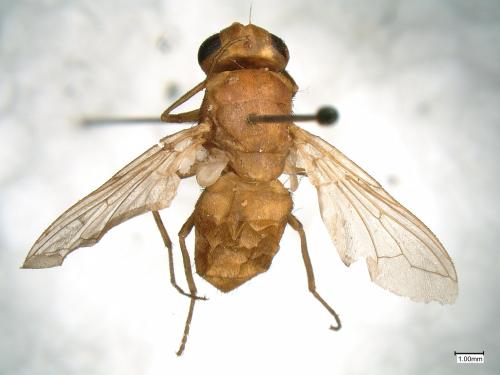 Oestrus sp.